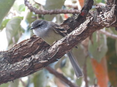 Mecocerculus leucophrys