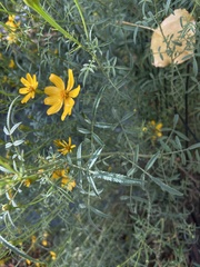 Tagetes lemmonii