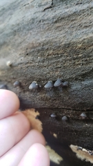Resupinatus alboniger