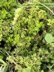Acalypha radians