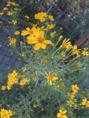 Tagetes lemmonii