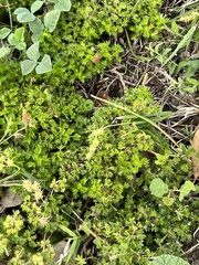 Acalypha radians