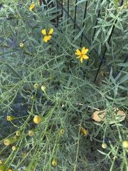 Tagetes lemmonii