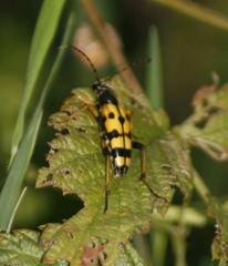 Rutpela maculata