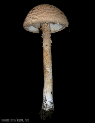 Saproamanita manicata
