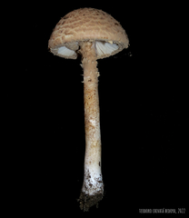 Saproamanita manicata