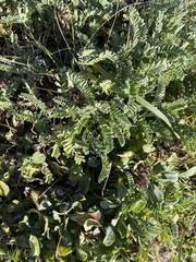 Astragalus nuttallii nuttallii