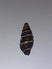 Zonulispira zonulata