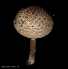 Saproamanita manicata