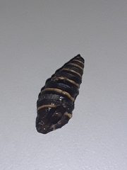 Zonulispira zonulata