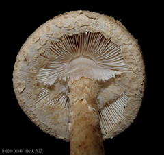 Saproamanita manicata