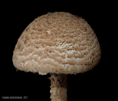 Saproamanita manicata