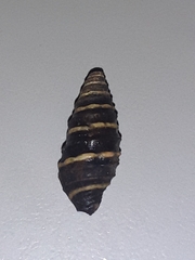 Zonulispira zonulata