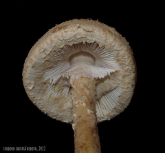 Saproamanita manicata