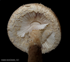 Saproamanita manicata
