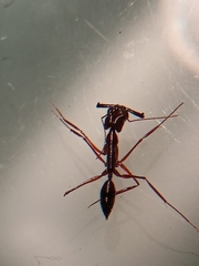 Odontomachus chelifer