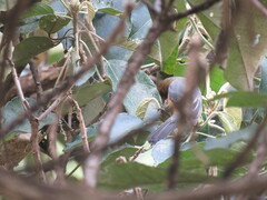 Conirostrum rufum