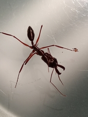 Odontomachus chelifer