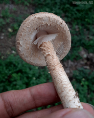Saproamanita manicata
