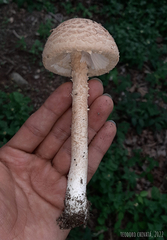 Saproamanita manicata