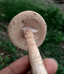 Saproamanita manicata