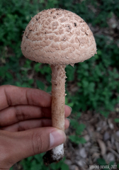 Saproamanita manicata