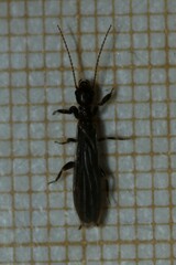Oligotomidae