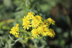 Senecio brigalowensis