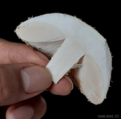 Saproamanita manicata