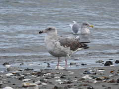 Larus glaucescens × occidentalis