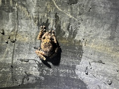 Theloderma stellatum