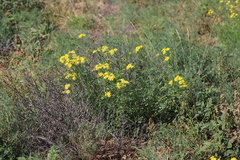Senecio brigalowensis