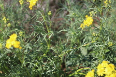 Senecio brigalowensis
