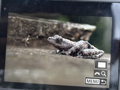 Theloderma stellatum