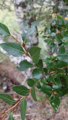 Nothofagus nitida