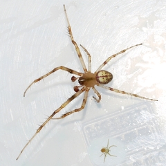 Araneus thaddeus