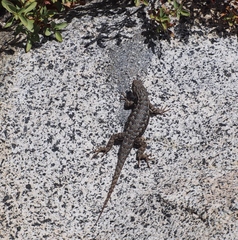 Sceloporus occidentalis occidentalis