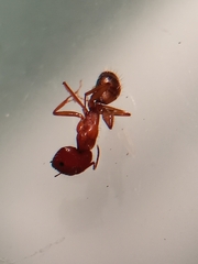 Camponotus bonariensis