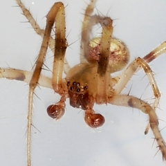 Araneus thaddeus