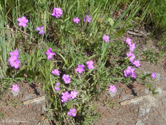 Geranium berteroanum