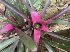 Neoregelia