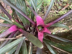 Neoregelia
