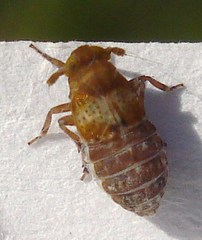 Conomelus anceps