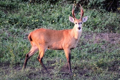 Blastocerus dichotomus