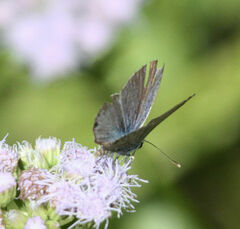 Echinargus isola