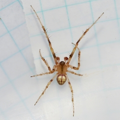 Araneus thaddeus