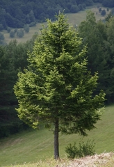 Abies alba