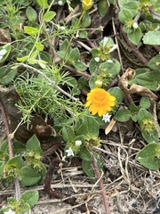 Thymophylla tenuiloba