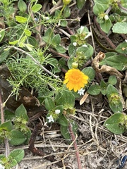 Thymophylla tenuiloba