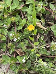 Thymophylla tenuiloba